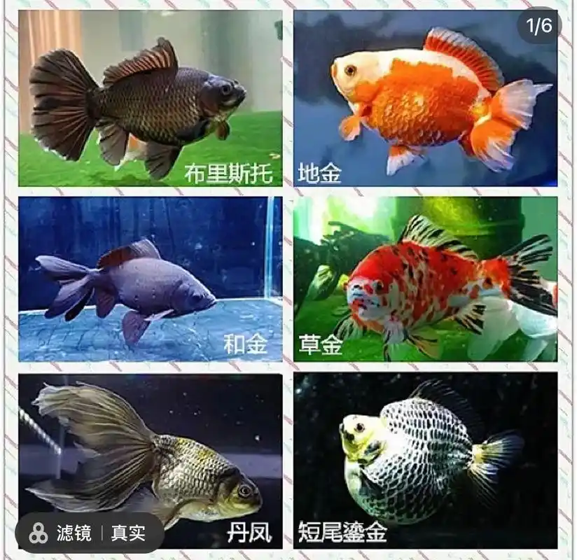 金鱼品种知多少#观赏鱼 #神奇动物在抖音 #水族 #养鱼养心 - 抖音