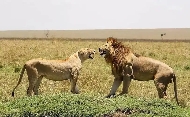 进化_生物_哺乳动物