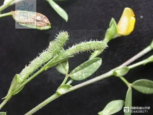 也称二叶人字草,小时候,山坡地成片都是,现在很稀罕.