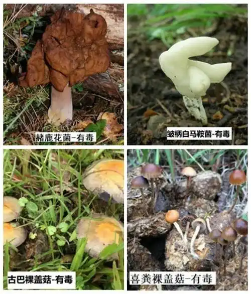海南人这些野生蘑菇千万别吃详细图示教你辨别