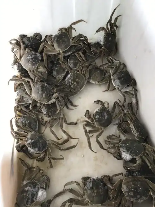 盘锦胡家河蟹市场盘锦河蟹批发市场盘锦胡家河蟹养殖合作社