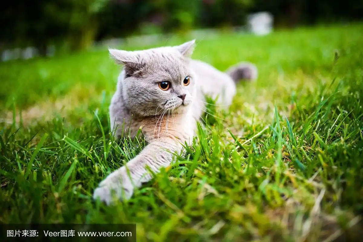 绿色草地上可爱的猫