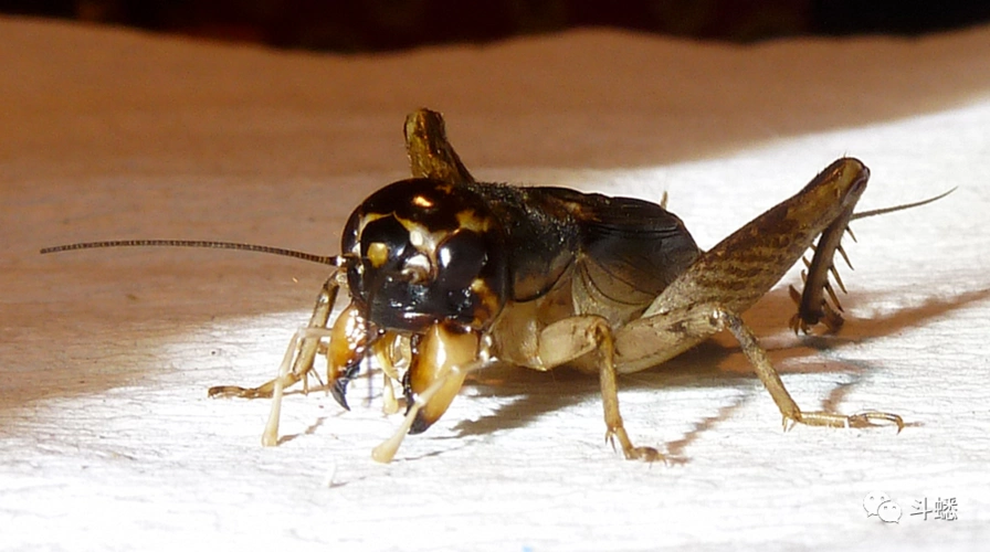 蟋蟀鉴赏12路河南凶头