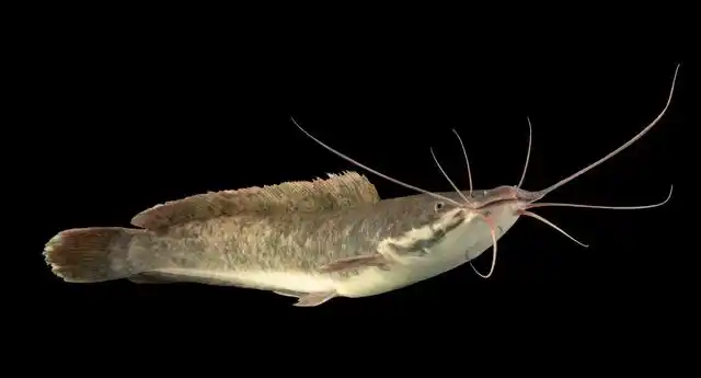 埃及鲶鱼侵入华南,1年繁殖5次,珠江,长江均已"失守"?