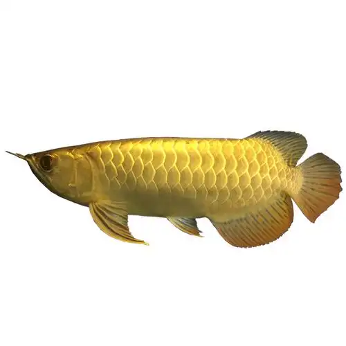 金龙鱼活体漂亮古典纯种过背24k金练手龙鱼大型鱼