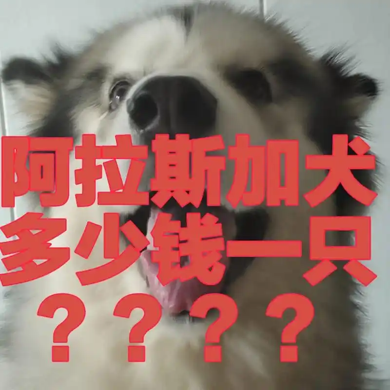 阿拉斯加犬多少钱一只717171 作为和萨摩耶,哈士奇的大弟兄怎么