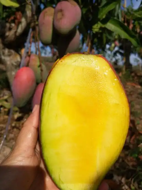 《坏果包赔》海南东方贵妃芒果热带时令新鲜水果