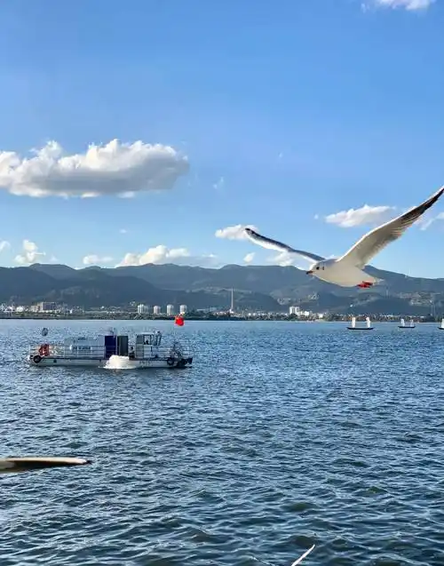 游在昆明:冬季海埂观赏海鸥,海埂大坝和海埂公园各有不同_在空中_滇池