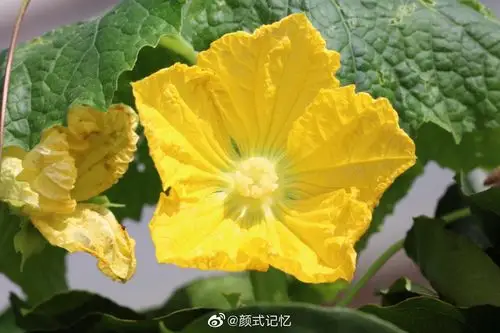 节瓜,喜欢吃吗?家常小菜