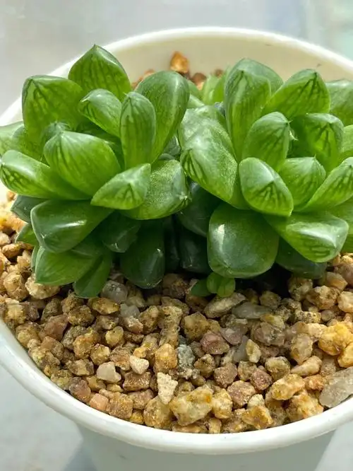 3冰灯玉露4樱水晶(历时三个月才服盆)5姬玉露#多肉控  #玉露#多肉植物