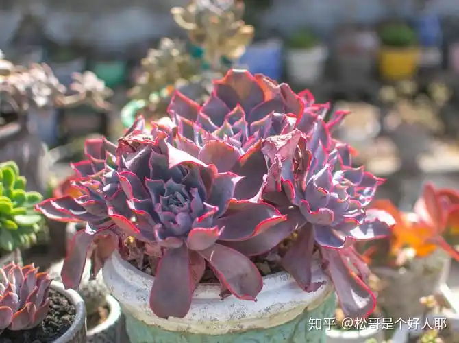 多肉三仙:晚霞echeveria afterglow - 知乎