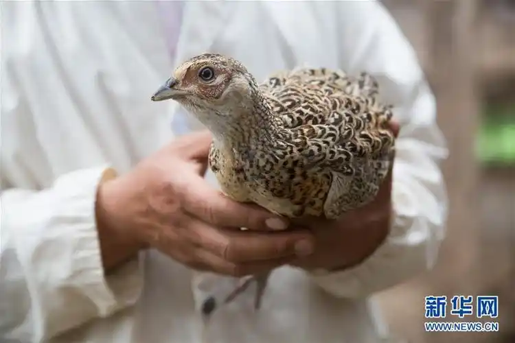 6月14日,在毕节市大方县对江镇大山村,丁代明在查看野鸡健康状况.
