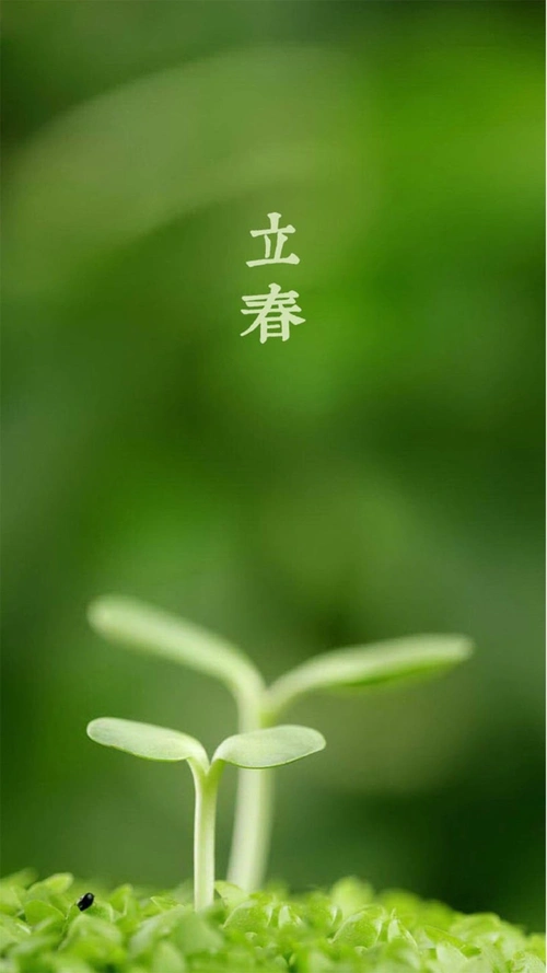 绿色背景上的新芽h5素材背景