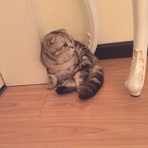 折耳真的都会有软骨病吗?_宠物_宠物_猫