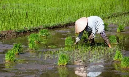 很遗憾!不跳出小农思维的圈子,农业终将是落后的