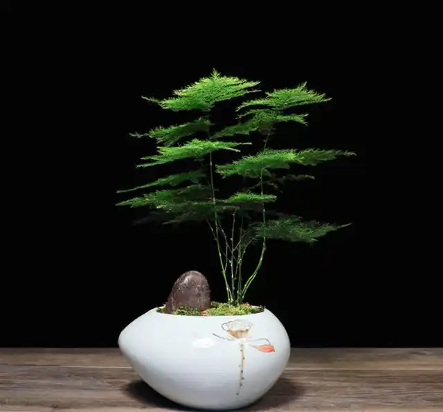 创意造型文竹小盆栽,放办公室或家里美观又清新