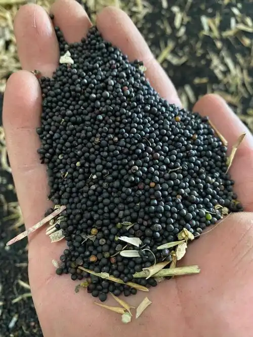 农家自榨纯菜籽油