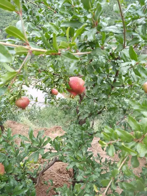 山上种的全是石榴树