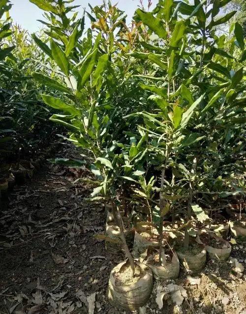 澳洲坚果苗 澳洲坚果桂热一号2年嫁接苗!带营养袋!重量10斤左右一棵!