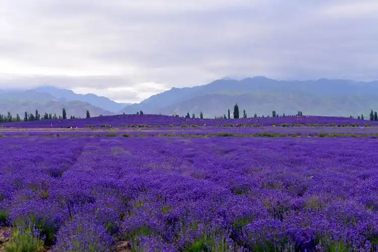 伊犁解忧公主薰衣草庄园——紫色的诱惑!