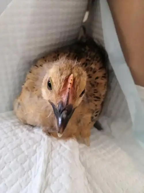 2个月的小鸡能分出公母了吧