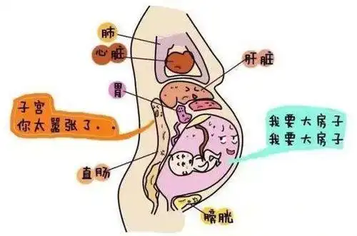当孕期越往后,孕妈妈的肚子也会越来越大,此时子宫压迫到了肠道,使得