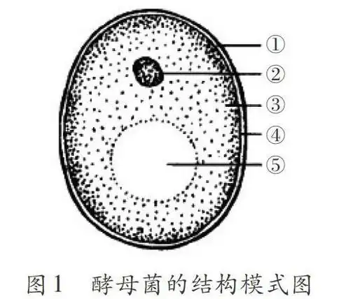 创设故事情境,演绎"酵母菌的故事"_参考网