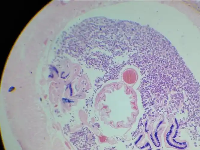 显微镜下的微观世界—蚯蚓横切面(3)