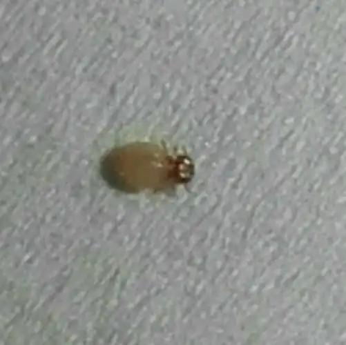 博美狗狗身上有这种虫子,不知道是什么虫有知道吗?急急