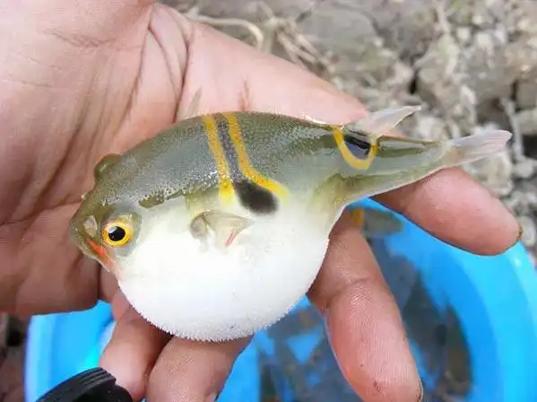 河豚好吃却身怀剧毒!点开全文河豚的秘密都在这里!