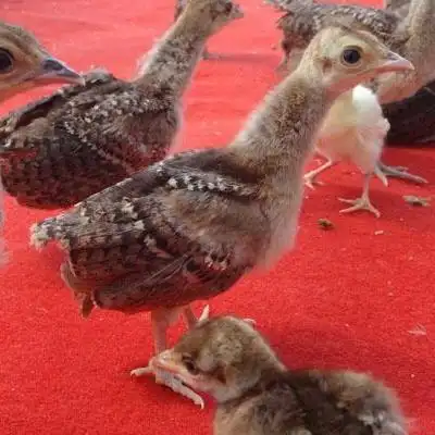 一个月孔雀苗图片