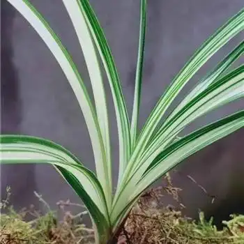 自然养殖的春剑名品《孔雀》健康全新苗! - 中国兰花交易网