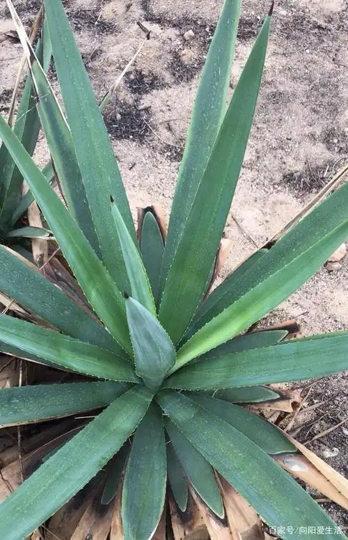 这种植物,叶子像宝剑,在农村随处可见,都说它是龙舌兰!