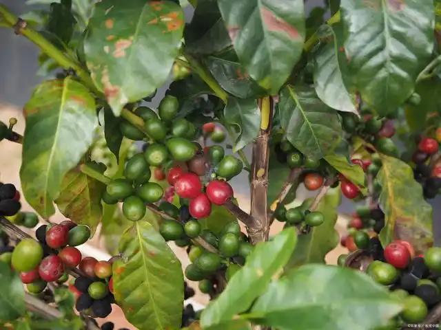 红色的咖啡果实已经成熟,有甜味
