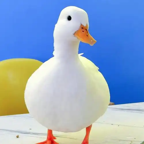 柯尔鸭2020721nanjing