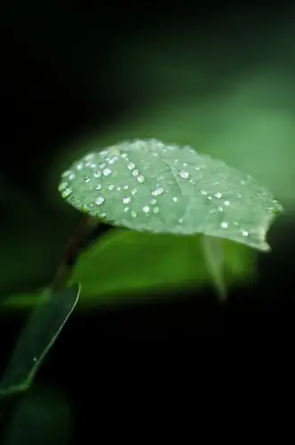 初夏里的片片翠绿