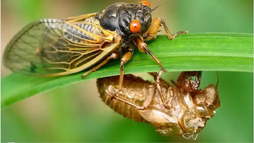 法布尔蝉教案一等奖