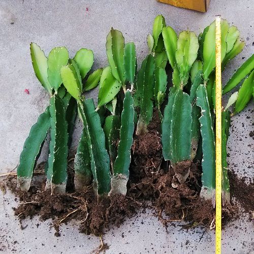 火龙果苗盆栽当年结果红心种植四季果树红肉地庭院大苗火龙果树苗