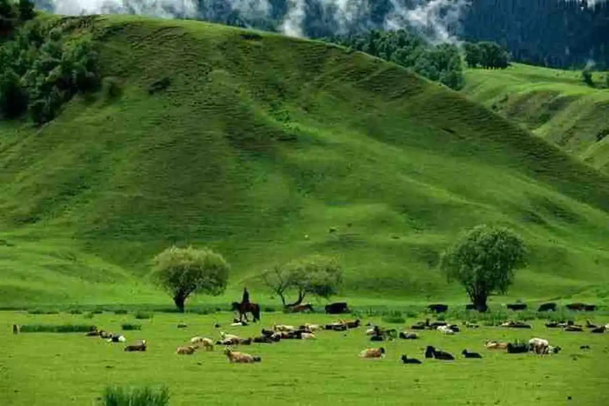 新疆那拉提空中草原