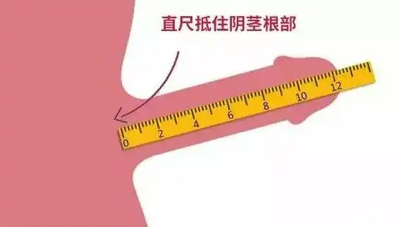 睾丸|生殖器_网易订阅