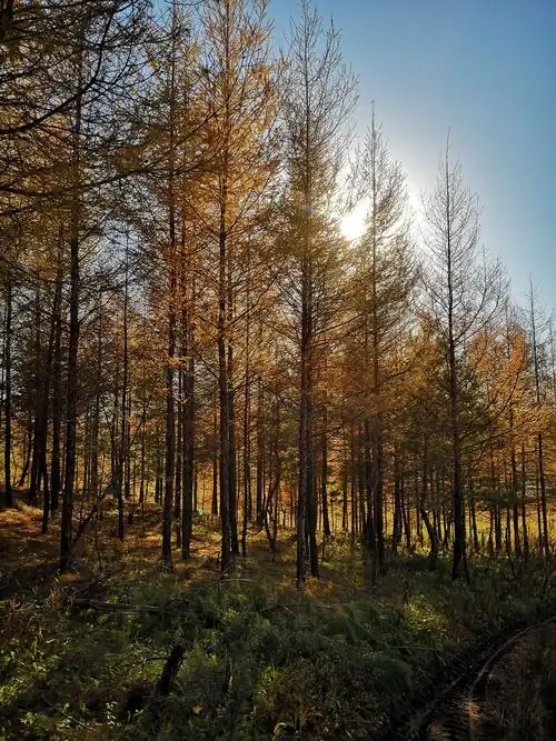 美丽的东北大森林 - 美篇