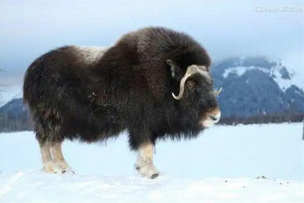 麝牛,是分布于北美洲北部,格陵兰等北极地区,它也叫北极麝牛.