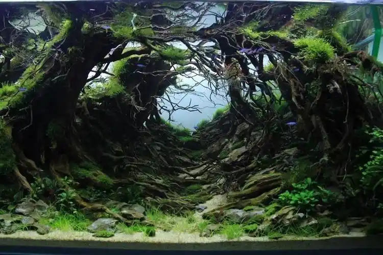本色水景水草造景中最牛的森林景观是如何做出来的生态鱼缸造景加盟