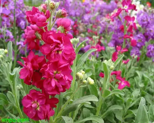 紫罗兰图片及紫罗兰种类