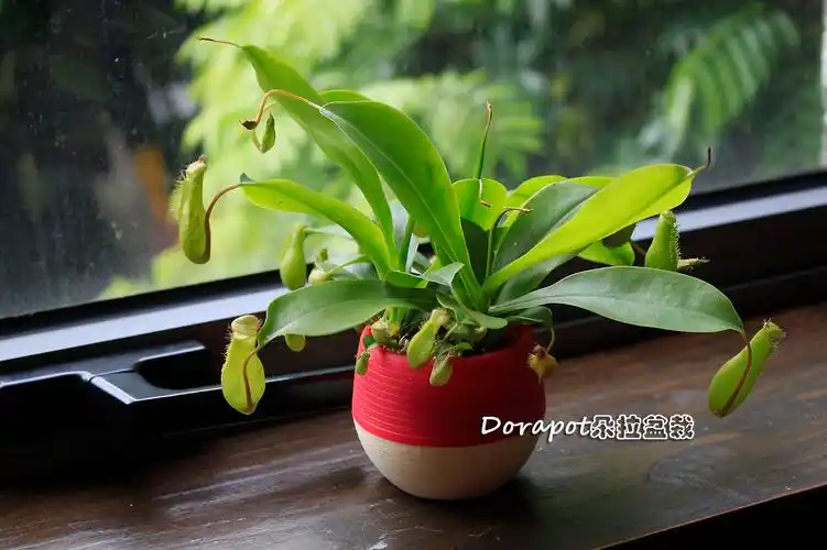 猪笼草 - 堆糖,美图壁纸兴趣社区