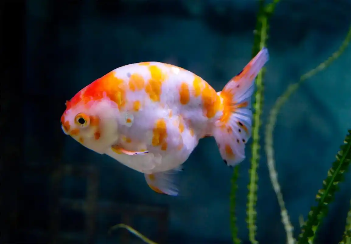 兰寿金鱼的历史可以追溯到中国的古代,历经几百年的发展,已经成为世界