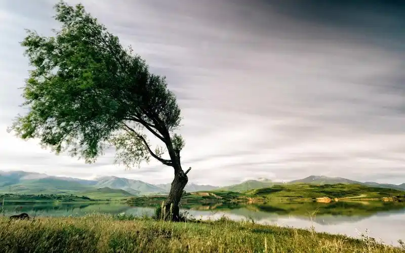 美丽的湖泊和大树图片,4k高清风景图片,娟娟壁纸