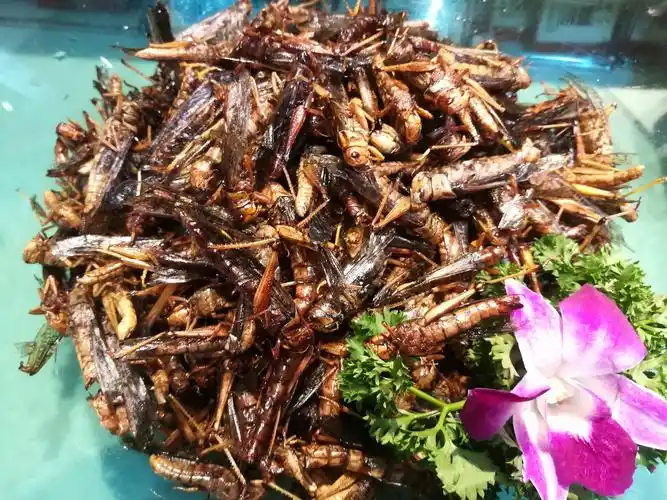 西双版纳昆虫宴