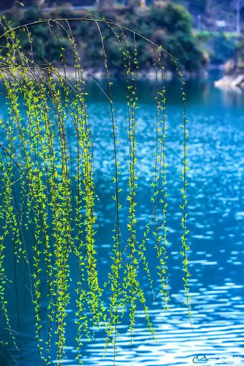 诗画鹤峰青青河边柳