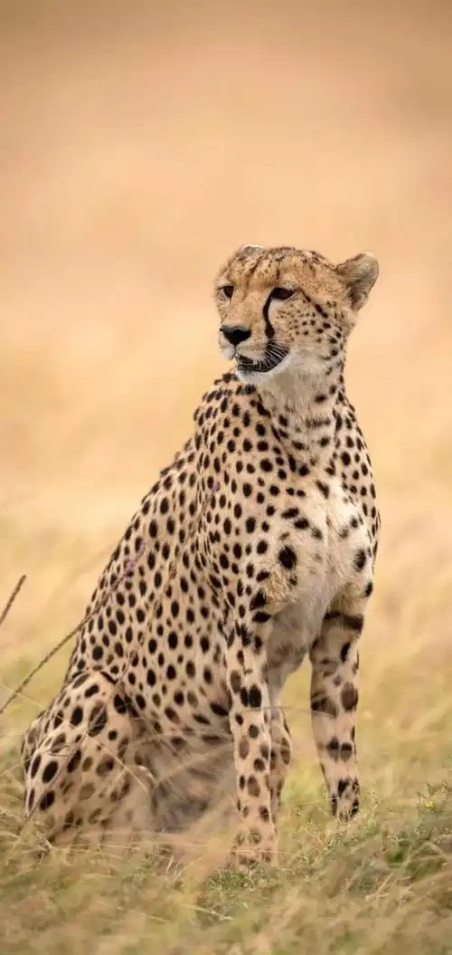 为什么猎豹不是豹,为什么猎豹不是豹他们的区别在哪里?-营销圈